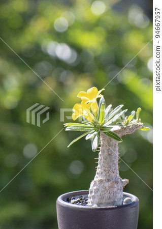 Gracilis, a tuberous plant with yellow flowers in early summer 94667957