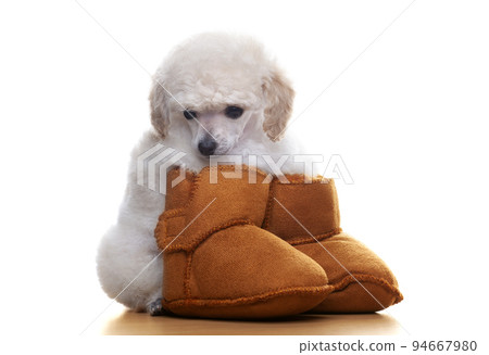 image of dog shoes white background 94667980