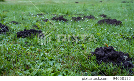 many fresh mole digs in a green meadow many fresh mole digs in a green meadow 94668153