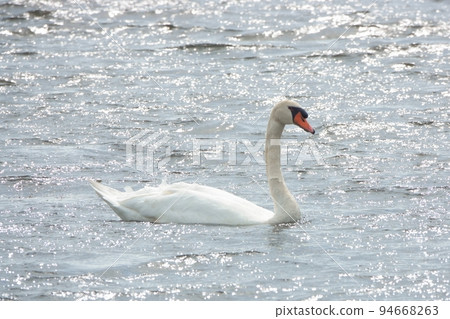 Mute swans swimming in Lake Utonai Mute swans swimming in Lake Utonai 94668263