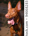 The young adult pharaoh hound breed dog walks in nature. Evening time grass field. 94668283