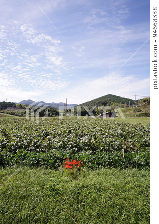 黑豆田和秋天的天空紅一點丹波筱山鄉下 9 月下旬 94668338
