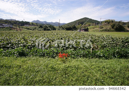 Black soybean field and autumn sky Red one point Tanba Sasayama Countryside late September Black soybean field and autumn sky Red one point Tanba Sasayama Countryside late September 94668342