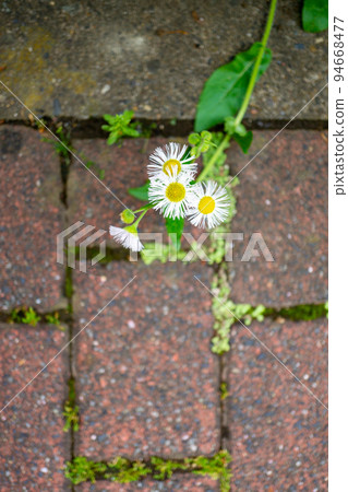 路邊盛開的蓬蓬花 94668477