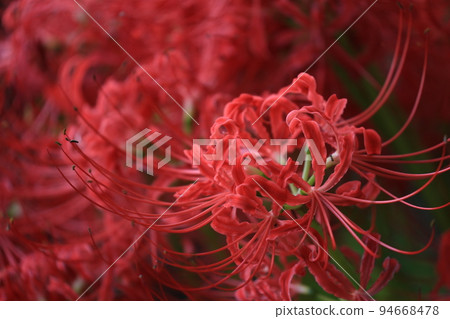 黃昏的群集孤挺花 94668478