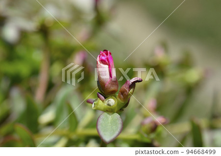 Watermelon Punch Moss Rose 94668499