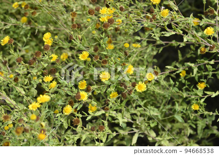Small fleabane Small fleabane 94668538