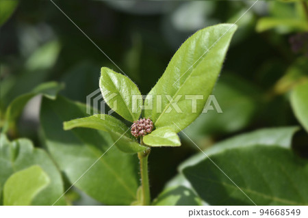 Laurustinus Gwenllian 94668549