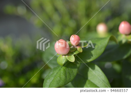 St Johns wort Miracle Blossom 94668557