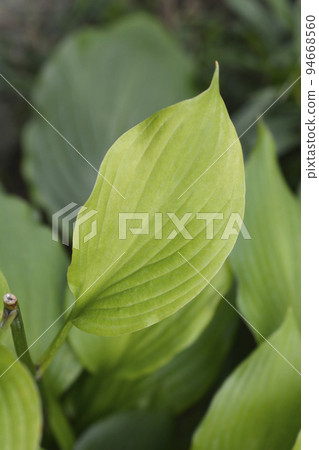 Plantain lily Plantain lily 94668560