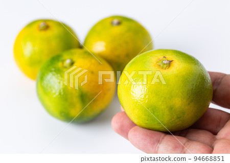 早熟橙子 94668851