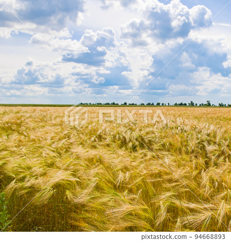 YELLOW WHEAT FIELD and blue sky. 94668893
