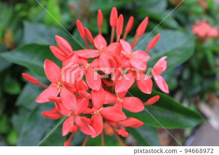 the Rubiaceae flower. Ixora coccinea flower in garden. the Rubiaceae flower. Ixora coccinea flower in garden. 94668972