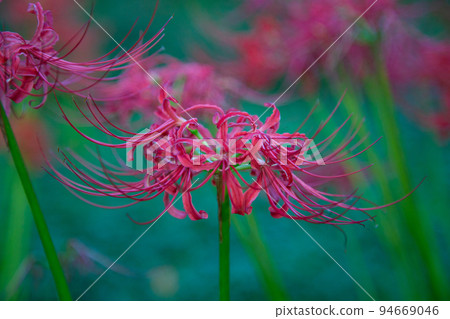 Cluster amaryllis turning red, Negishi Forest Park 94669046