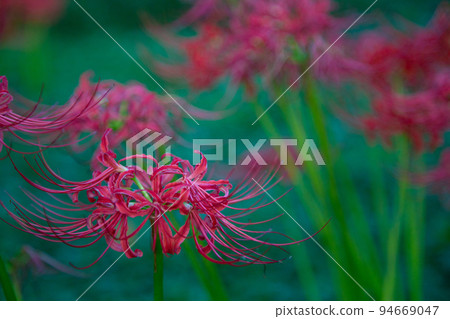 Cluster amaryllis turning red, Negishi Forest Park 94669047