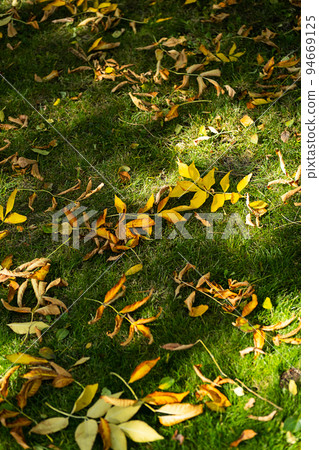 Fall foliage on green grass . First autumn falling leaves. Fall foliage on green grass . First autumn falling leaves. 94669125