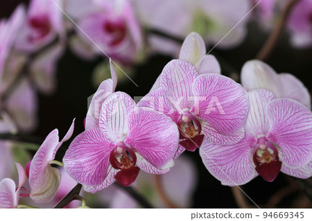 a beautiful orchid flower blooming, Beautiful flower garden 94669345