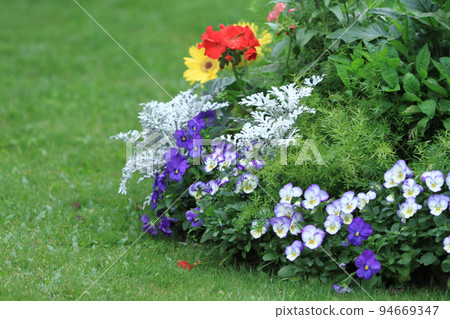 Multicolored flowerbed on a lawn,  Flower bed isolated 94669347