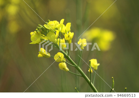 a Blooming dill garden or smelly, smelly grass yellow flower a Blooming dill garden or smelly, smelly grass yellow flower 94669513