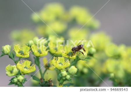 a Honey Bee Collecting Pollen of yellow Flower 94669543