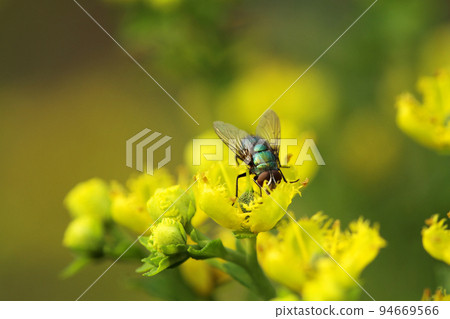 the Insect fly on green leaf. green flesh fly lucilia caesar the Insect fly on green leaf. green flesh fly lucilia caesar 94669566
