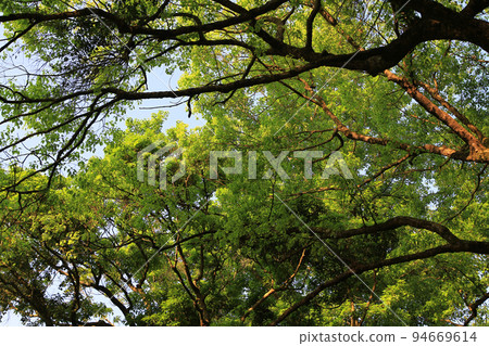 a tree bark texture and background, nature concept a tree bark texture and background, nature concept 94669614