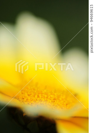 a daisy flowers on back ground of the season landscape. a daisy flowers on back ground of the season landscape. 94669615