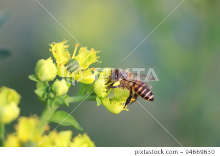 a Honey Bee Collecting Pollen of yellow Flower 94669630