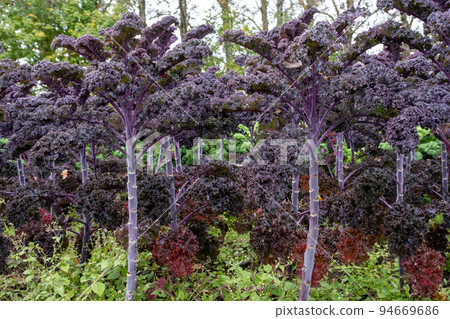 Purple cabbage bush in the garden. Fresh and healthy. Diet food Purple cabbage bush in the garden. Fresh and healthy. Diet food 94669686