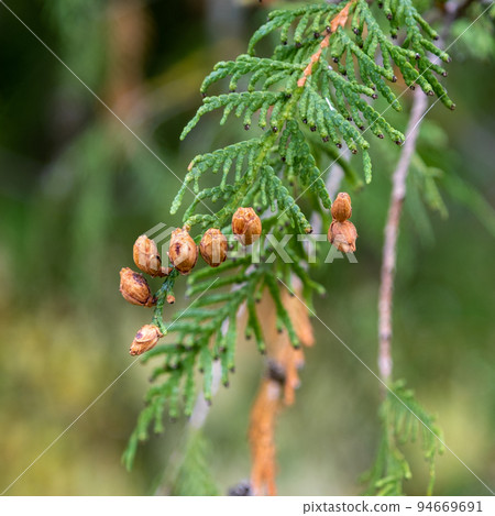 Green thuja tree in autumn with brown cones Green thuja tree in autumn with brown cones 94669691