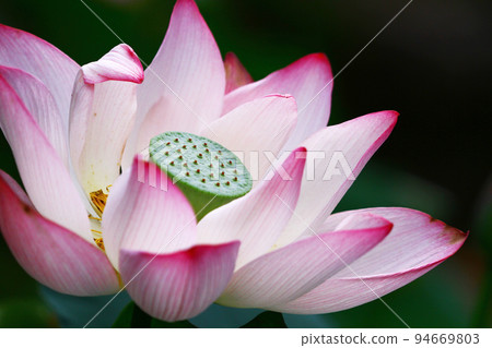 a Lotus flower and Lotus flower plants a Lotus flower and Lotus flower plants 94669803