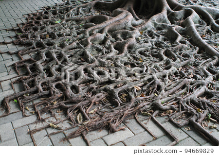the tree root with brick road, hong kong  10 July 2011 94669829