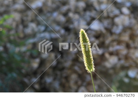 the Summer tall grass and Spikes on the lawn are lit backlit sun. the Summer tall grass and Spikes on the lawn are lit backlit sun. 94670270