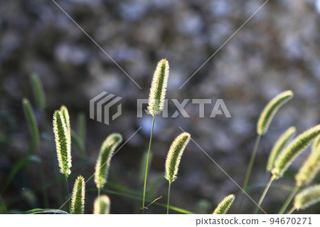 the Summer tall grass and Spikes on the lawn are lit backlit sun. the Summer tall grass and Spikes on the lawn are lit backlit sun. 94670271