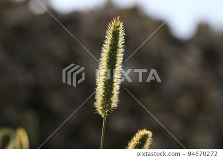 the Summer tall grass and Spikes on the lawn are lit backlit sun. the Summer tall grass and Spikes on the lawn are lit backlit sun. 94670272