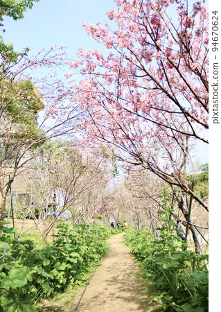 full blooming cherry tree full blooming cherry tree 94670624