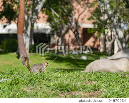 Close up shot of a Cute squirrel on ground 94670984