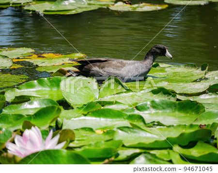 Close up shot of American coot in the Echo Park Lake Close up shot of American coot in the Echo Park Lake 94671045