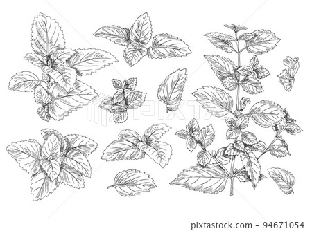 Collection of melissa twigs and leaves sketch vector illustration isolated. Collection of melissa twigs and leaves sketch vector illustration isolated. 94671054