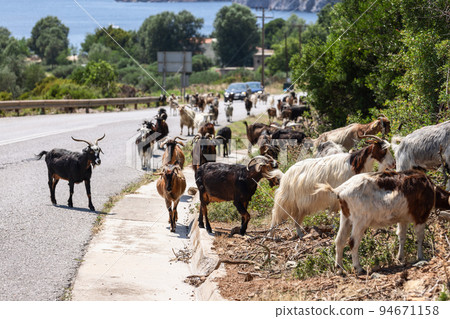 Small flock of local goats, following usual route 94671158