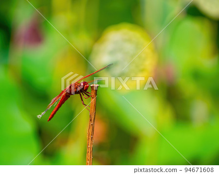 Close up shot of Neon skimmer in the Echo Park Lake 94671608