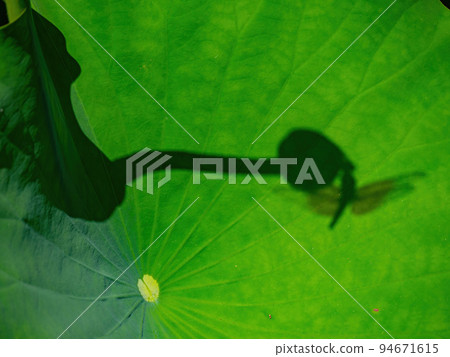 Close up shot of Neon skimmer in the Echo Park Lake 94671615
