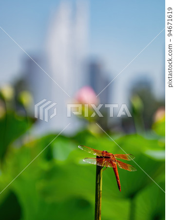 Close up shot of Neon skimmer in the Echo Park Lake 94671619