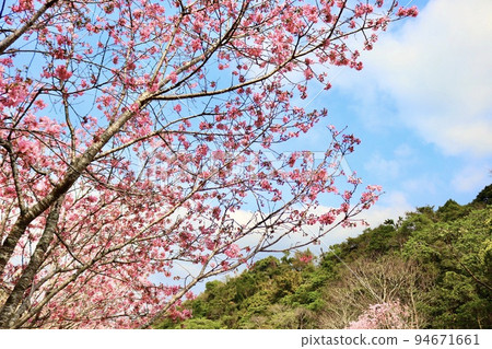 full blooming cherry tree full blooming cherry tree 94671661