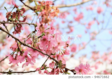 full blooming cherry tree full blooming cherry tree 94671662