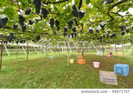 Autumn taste grape picking 94671787