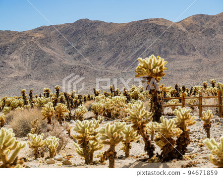 Cholla Cactus Garden in Joshua Tree National Park 94671859