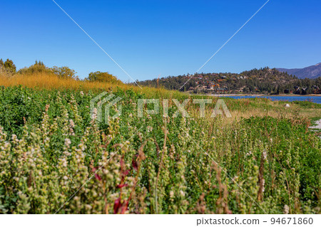 Sunny view of the landscape in Big bear lake 94671860