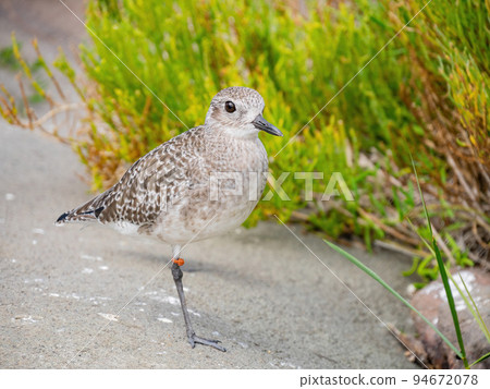 Close up shot of cute Grey plover 94672078