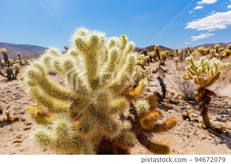 Cholla Cactus Garden in Joshua Tree National Park 94672079